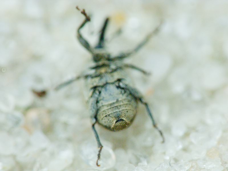 Sibinia pellucens (Scopoli, 1772)